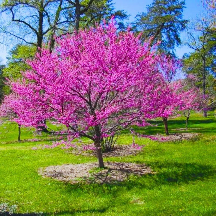 2 Eastern Redbud Trees Live, 1-2 Years Old, 16-24 Inches Tall, Flowering Ornamental Tree for Outdoor Planting, Pink Purple Redbud Plants