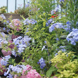 2 Blue Plumbago Live Plant 4-6 Inch Tall, Perennial Flowers Plant for Gardens, Patios, Landcapes, 2 Plant Per Pot, Hardy and Well-Rooted