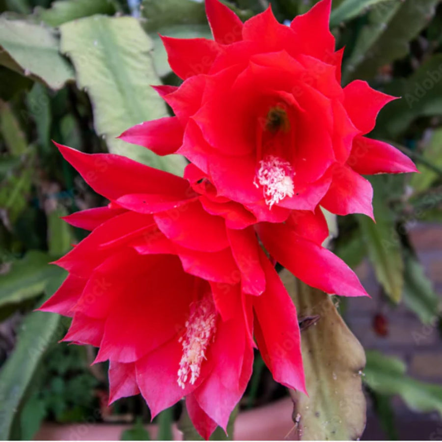 Orchid Cactus Plants in 4'' Pot, Epiphyllum Orchid Cactus Well Rooted 8-12'' Tall, Easy-Care Tropical Houseplant (Red Bloom)