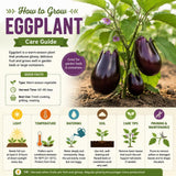 Purple Eggplant Plant for Planting, 4-7" Tall in 4 Inches Pot, Eggplant Vegetable Plants, Eggplants Seedling for Garden Growing