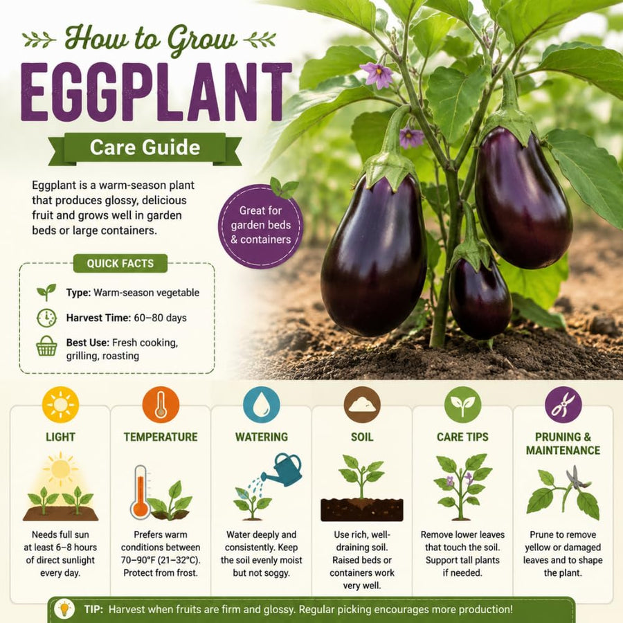 Purple Eggplant Plant for Planting, 4-7" Tall in 4 Inches Pot, Eggplant Vegetable Plants, Eggplants Seedling for Garden Growing