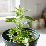 Epazote Live Herb Plant 4″ Pot, Well Rooted Epazote Plants, Fragrant Herb for Garden or Container Planting