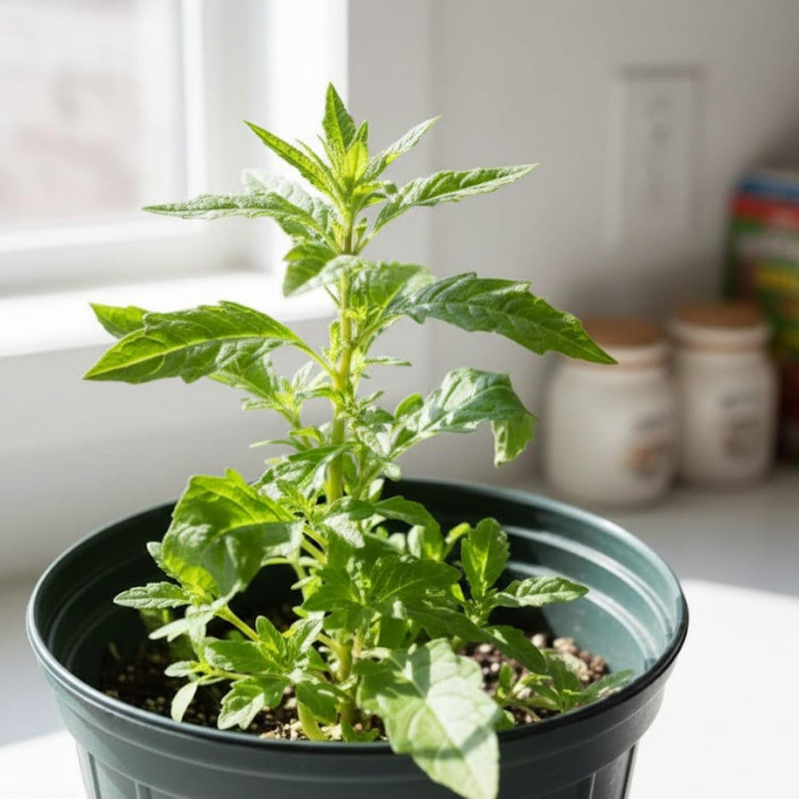 Epazote Live Herb Plant 4″ Pot, Well Rooted Epazote Plants, Fragrant Herb for Garden or Container Planting