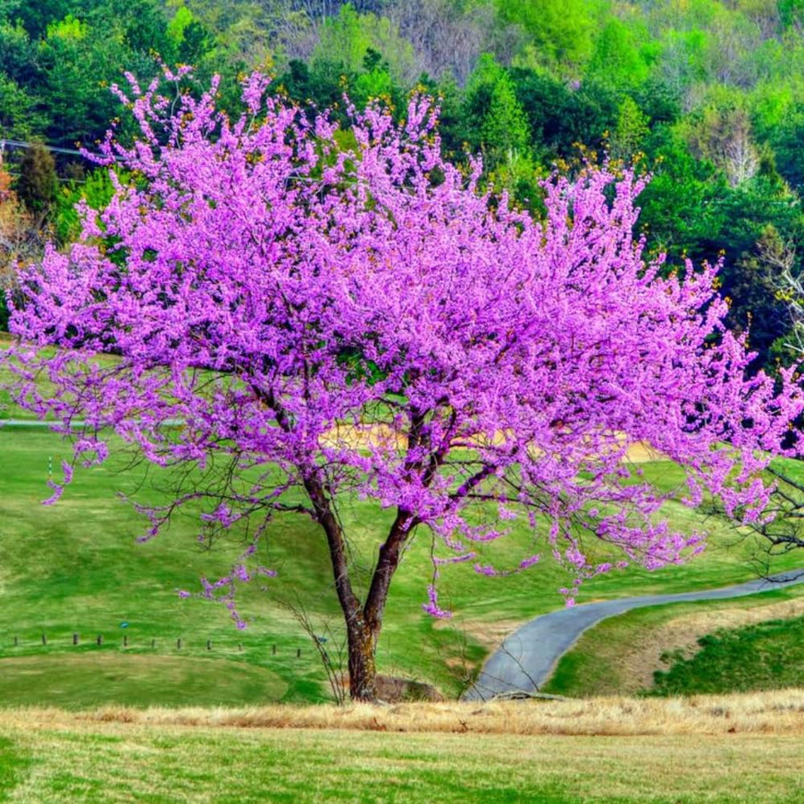 Eastern Redbud Tree Live, 1-2 Year Old, Pink Purple Redbud Plant 16-24” Tall, Hardy Flowering Landscape Trees