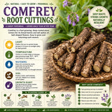 Pack of 6 Comfrey Root Cuttings, Comfrey Live Roots, Fast-Growing Perennial Herb Plants for Garden Growing