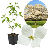 White Dogwood Tree Live Plant 1 Year Old in Quart Pot, 6-12" in Tall, Dormant in Winter, Spring Blooms