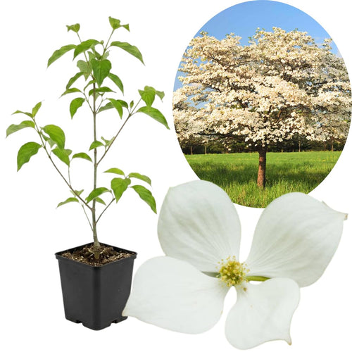 White Dogwood Tree Live Plant 1 Year Old in Quart Pot, 6-12" in Tall, Dormant in Winter, Spring Blooms