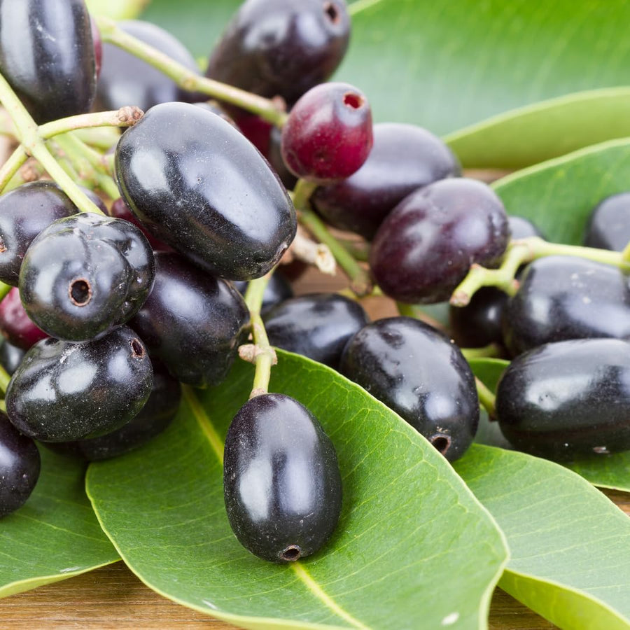 Live Black Java Plum Tree Plant, 4 to 6 Inches Tall in 4 Inch Pot, Tropical Fruit Tree Ready to Grow