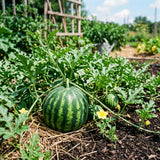 Sugar Watermelon Plant Live, Watermelon Vine Plant, 4 Inches Tall in 3.5 Inch Pot, Sweet Fruit, Fast Growing for Garden Growing