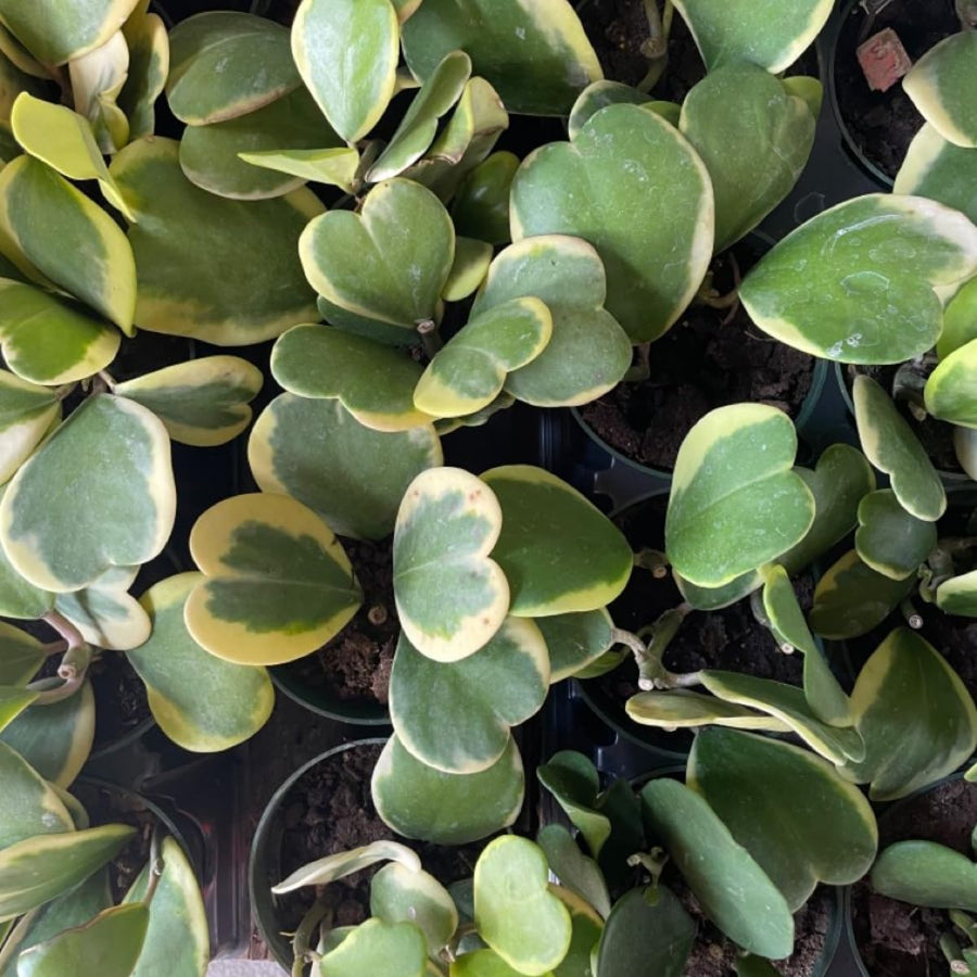Variegated Hoya Kerrii Live Plant, 4 Inch Pot, Hoya Heart Plants Live Houseplants Indoor Outdoor, Multiple Leaves