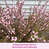 Almond Tree Live Plant, Pink Flowering Almond Shrub, 8-10 Inches Tall, Double Pink Blooms, Spring Blooming Ornamental Shrubs for Outdoor Garden
