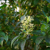 Jasmine Plant Live, White Fragrant Jasmine Flowering Vine, 4-7 Inches, Flowers for Home Garden, Balcony, Trellis (Night Blooming Jasmine)