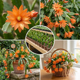 Easter Cactus Live Plant, Easter Cactus Plant 5 Inches in Height, 4 Inch Pot, Bright Bloom Flowering Houseplant for Planting (Orange)