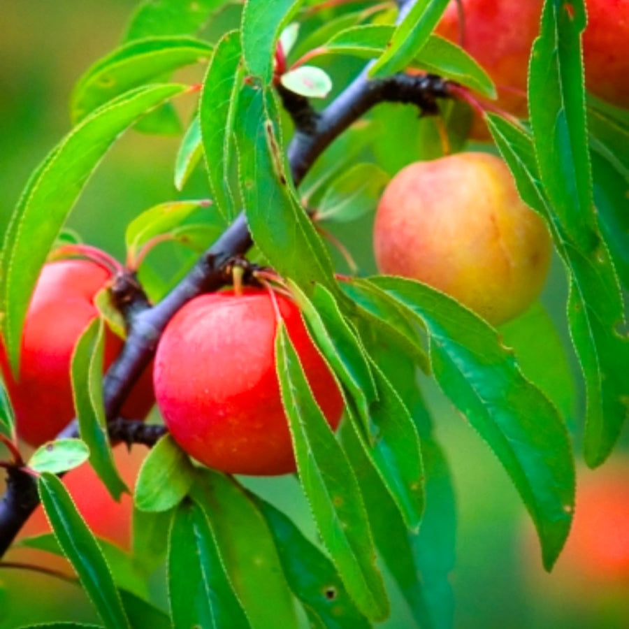 Set 2 Wild Plum Trees Live Plants, 12-24 Inch Tall, Sweet Plum Plant Live for Planting, Bareroots Dormant