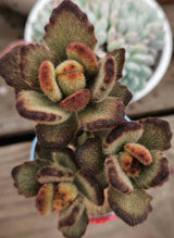 Kalanchoe Live Plant, Kalanchoe Mother of Thousands, Variegated Succulent Houseplant Indoor, 2 Inch Pot (Chocolate)