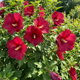 Red Rose of Sharon Plant Live, Rose of Sharon Plant, Quart Pot, 6-10 Inches Tall, Vibrant Bloom, Red Althea for Indoor Outdoor Growing