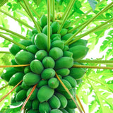 Sweet Papaya Plant Live, Papaya Fruit Tree Live for Outdoor and Container Growing, Starter Plant in Half Gallon Pot