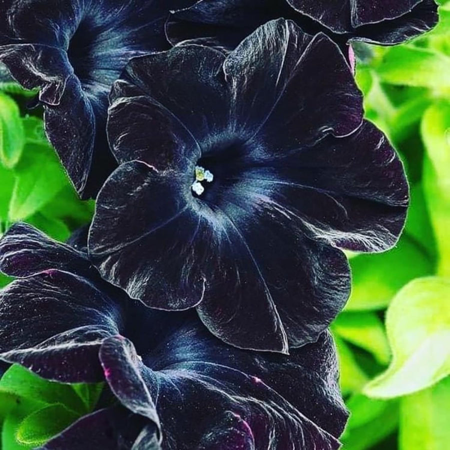 2 Black Petunia Plants Live, Vibrant Flowering Seedlings, 5-9 Inches Tall for Outdoor Spaces, Petunia Flowers