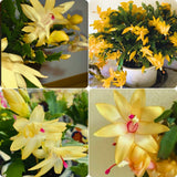 Yellow Christmas Cactus Plant Live Christmas Cactus, Holiday Cactus Live Plant, 4 Inc Pot
