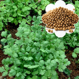 Pack 500 Cilantro Seeds, Cilantro Herb Vegetable, Herb Seeds for Planting and Garden Growing
