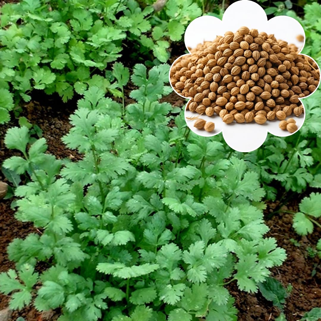 Pack 500 Cilantro Seeds, Cilantro Herb Vegetable, Herb Seeds for Planting and Garden Growing