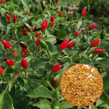 Pack of 100 Pequin Chili Pepper Seeds, Pepper Seeds for Home Gardening, Indoor and Outdoor Use