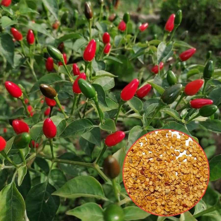 Pack of 100 Pequin Chili Pepper Seeds, Pepper Seeds for Home Gardening, Indoor and Outdoor Use