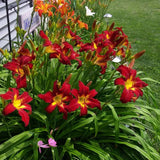Pack 10 Daylily Bulbs for Planting Spring, Fast Blooming Hardy Perennial Lily Bare Roots for Outdoor Growing (Red Day Lily)