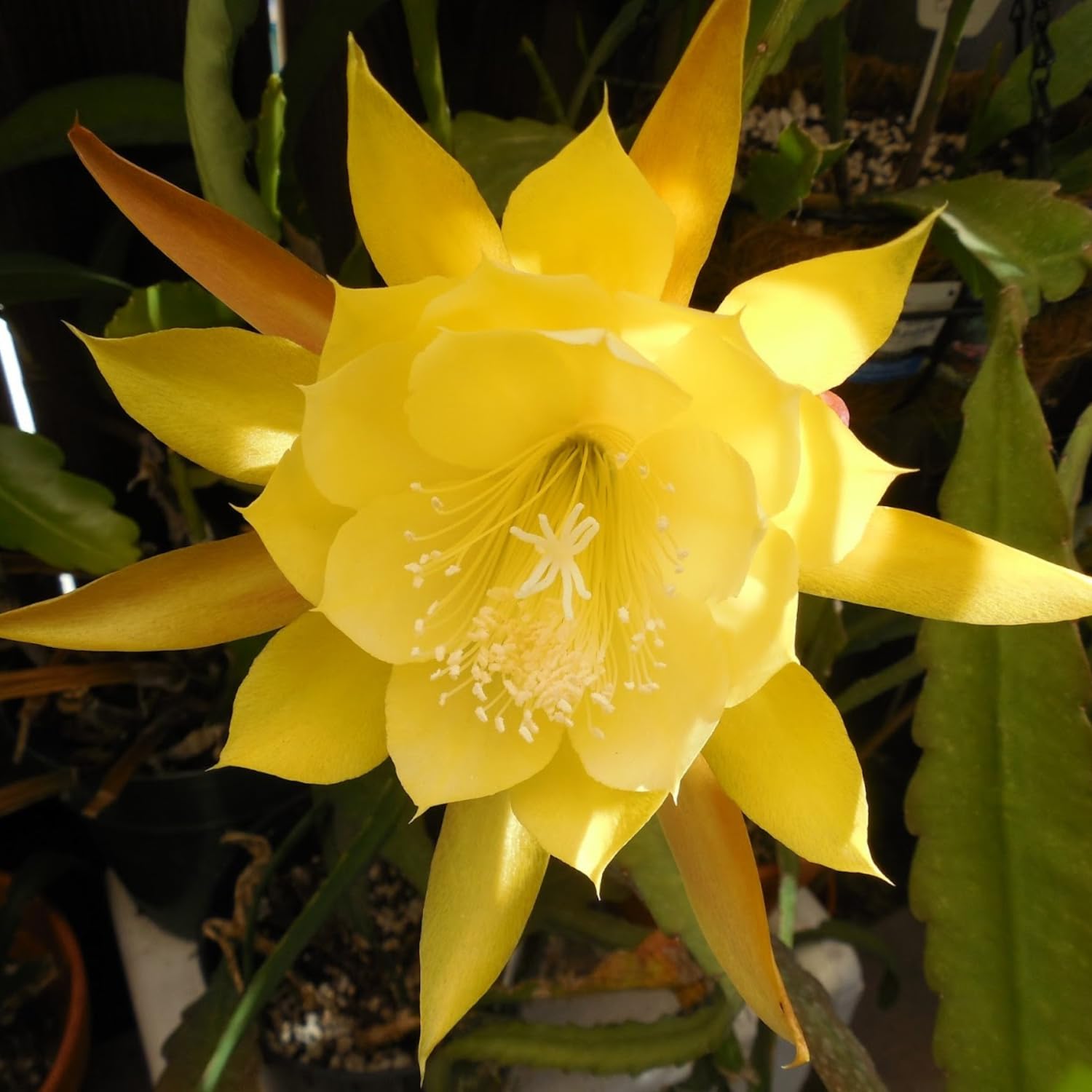 Epiphyllum Orchid Cactus Live Plant, 2 Plants Per Pot, Blooming Orchid Cactus for Indoor or Outdoor Growing (Yellow Epiphyllum)