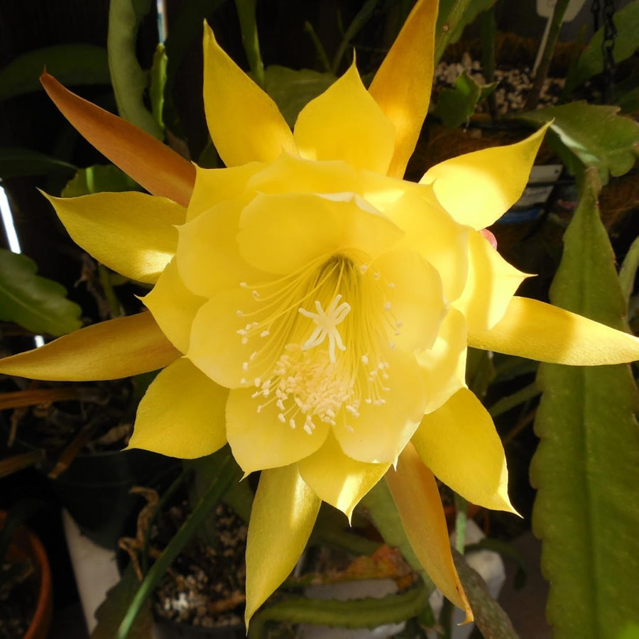 Epiphyllum Orchid Cactus Live Plant, 2 Plants Per Pot, Blooming Orchid Cactus for Indoor or Outdoor Growing (Yellow Epiphyllum)