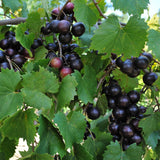 2 Muscadine Grape Vine Plants Live for Planting, in 4" Pot, Grape Plant Live Grape Tree, Muscadine Grape Fruit Tree Outdoor