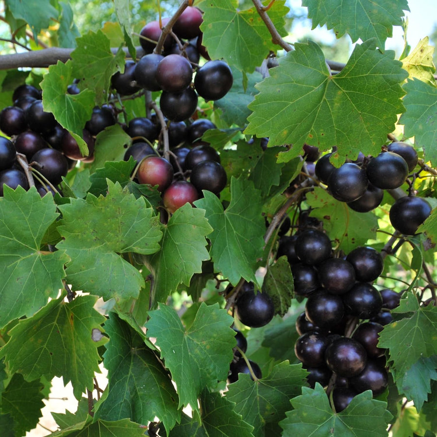 2 Muscadine Grape Vine Plants Live for Planting, in 4" Pot, Grape Plant Live Grape Tree, Muscadine Grape Fruit Tree Outdoor