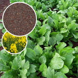 Pack 1000 Mustard Green Seeds, Mustard Greens Vegetable Seeds, Fresh Garden Seed for Planting
