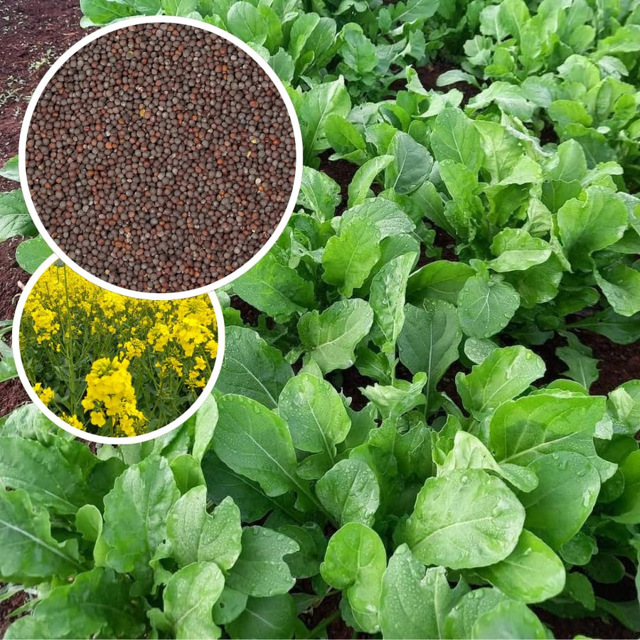 Pack 1000 Mustard Green Seeds, Mustard Greens Vegetable Seeds, Fresh Garden Seed for Planting