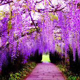2 Purple Wisteria Trees Live Plants for Planting 6 to 12 Inch Tall, Purple Wisteria Plant Live to Grow, Wisteria Vine Live Plant for Planting, Fragrant Wisteria Flowers, in Pots