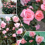 Miniature Rose Plant, Live 3.5” Potted Rose, Compact, Colorful Flowering Rose Bush for Indoor Outdoor Gardens (Light Pink)