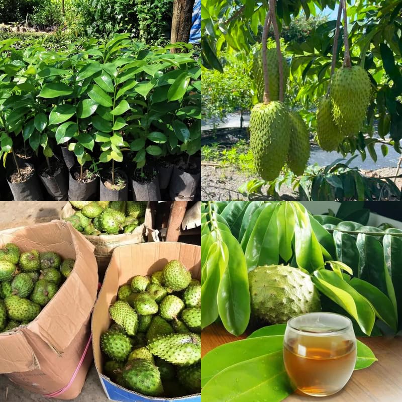 Soursop Tree Live Plant in Half Gallon Pot, Tropical Annona Muricata Guanabana Seedling Size 7-12" in Tall, Zones 9-11, No CA