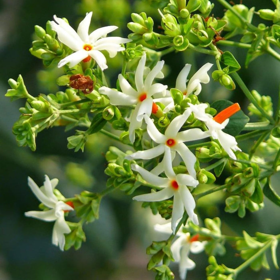 Large Night-Flowering Jasmine Tree Live Plant in Half Gallon Pot, Nyctanthes Parijat Climbing Bush for Planting