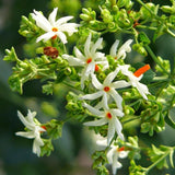 Fragrant Night Flowering Jasmine Tree Plants Live in Half Gallon Pot, Nyctanthes Parijat Jasmine Flower Plant