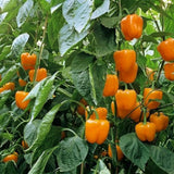 Pack 50 Orange Sweet Bell Pepper Seeds, Sweet Pepper Seeds for Garden, Vegetable Planting Seed