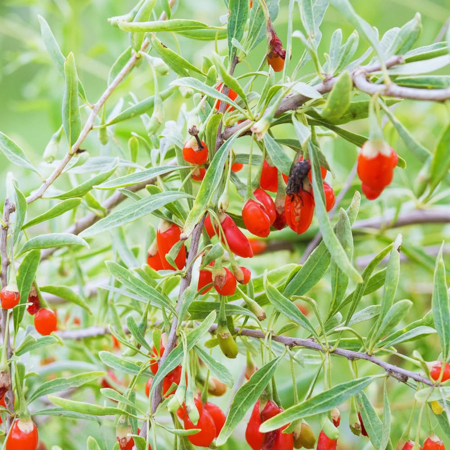 2 Red Goji Berry Plants Live, Goji Berry Tree Live Plant, Sweet Fruit Tree Gardening Outdoor, 5-7'' Tall, No Pot