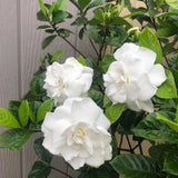 White Gardenia Plant Live, Flowering Jasmine Plant, 7-9 Inches Tall, White Flowering Gardenia Bush for Indoor Outdoor Garden