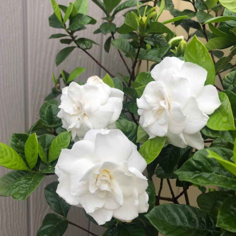 White Gardenia Plant Live, Flowering Jasmine Plant, 7-9 Inches Tall, White Flowering Gardenia Bush for Indoor Outdoor Garden