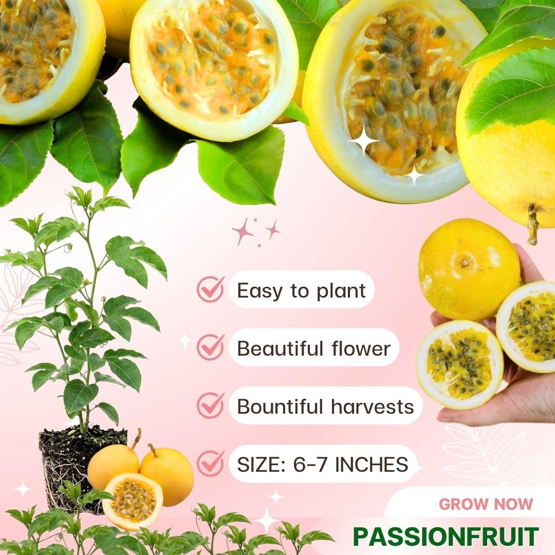 Yellow Passion Fruit Live Plant, 4-8 Inch Tall, Tropical Passion Fruit Vine for Outdoor Garden Planting, No Pot