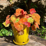 Begonia Live Plant Outdoor, Can Grow As Weeping Begonia, Fast-Growing, Easy-Care Flowering Plant for Gardens Containers, 5-9” Tall, No Pot, Begonia Maculata Plants (Autumn Red Orange)