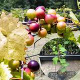 Seedless Grape Vines Trees Live Plants, Well-Rooted 1 to 2 Years Old, Grapes Plant Live for Outdoor Planting, Zones 3-9 (Bronze Muscadine)