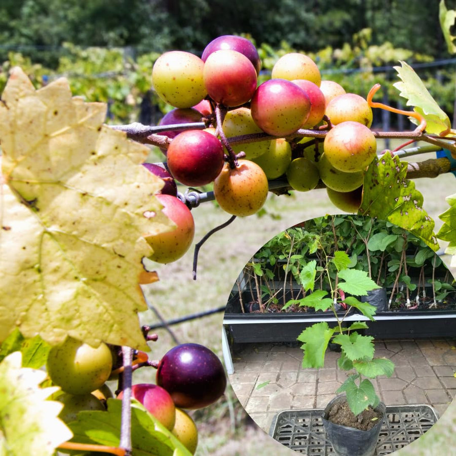 Seedless Grape Vines Trees Live Plants, Well-Rooted 1 to 2 Years Old, Grapes Plant Live for Outdoor Planting, Zones 3-9 (Bronze Muscadine)