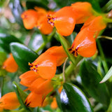 2 Goldfish Plants Live Houseplant, 4 Inch Potted Trailing Goldfish Vine with Orange Blooms, Ideal for Hanging Baskets or Home Décor