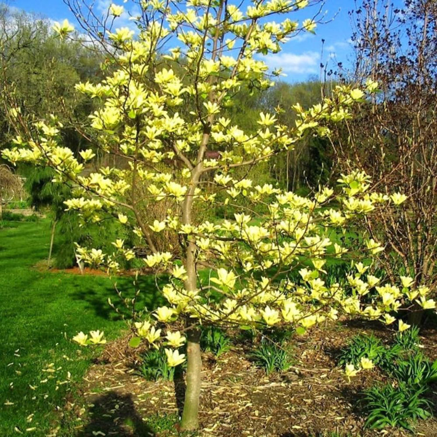 Yellow Magnolia Tree Live Plant in 2.5 Inches Pot, Dormant in Winter, 6-12 Inches in Tall, Ornamental Spring Flowering Tree, Outdoor