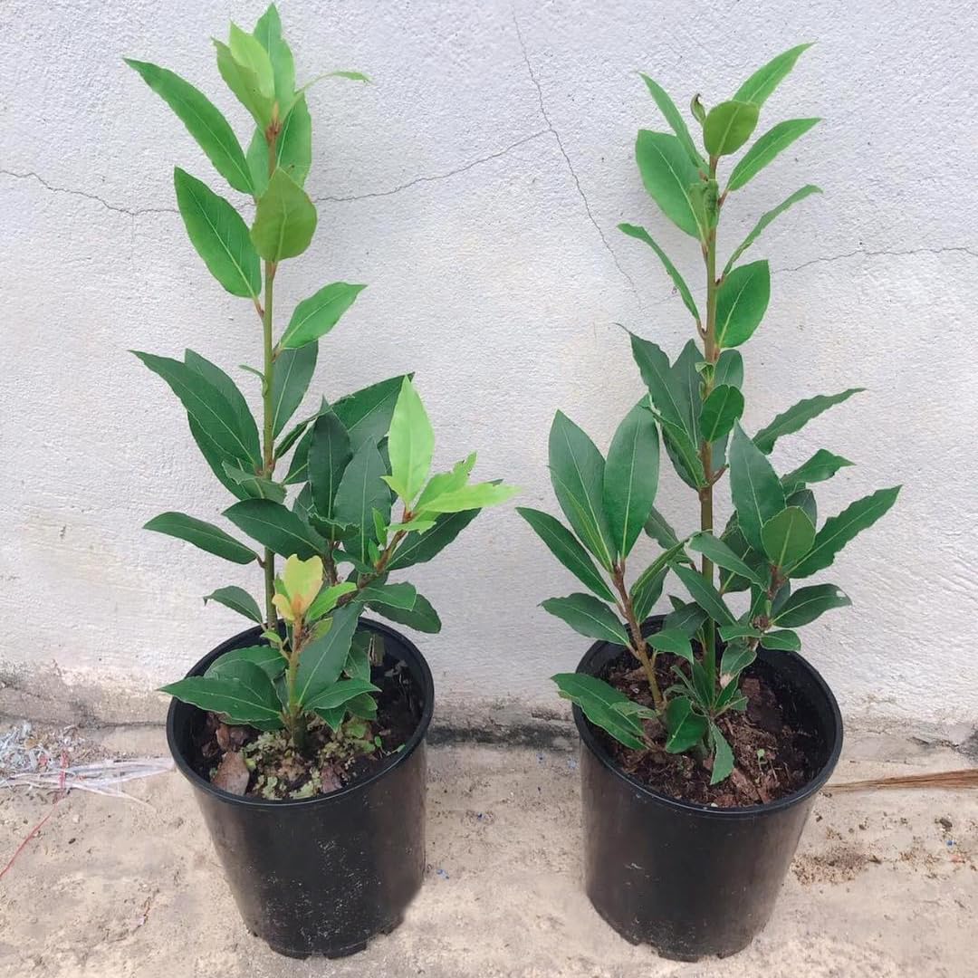 Bay Leaf Tree Live Plant, Sweet Bay Tree Laurel Trees, Laurus Nobilis, Well Rooted Plant Live, 4 to 8 Inc Tall